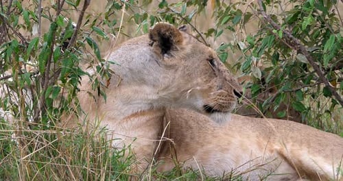 Afrikanischer Löwe, Panthera-Löwe, Weibchen schaut sich um und leckt, Masai Mara Park in Kenia
