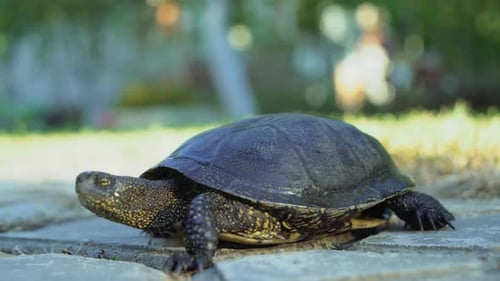Erwachsene Schildkröte
