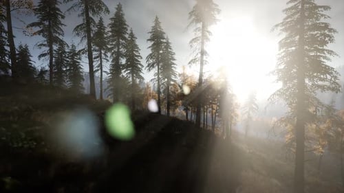Sun Beams Through Trees