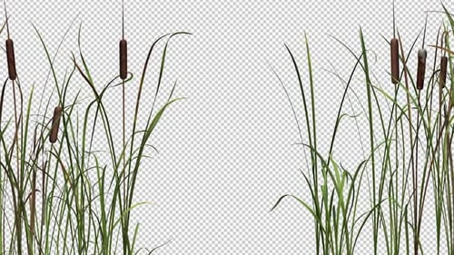 Cattail Gate - Transparent Loop