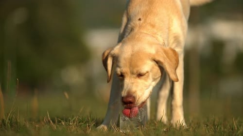 Agua potable para perros, cámara ultra Cámara lenta