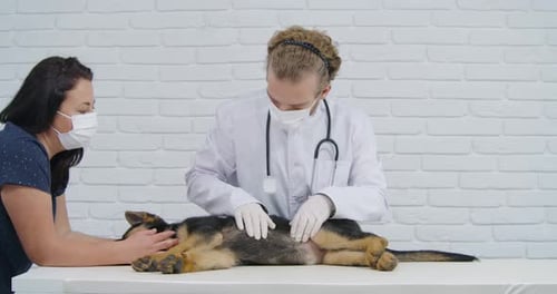 Vet with Assistant Examining Belly of Dog German Shepherd