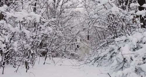 White Swiss Shepherd Dog Walking In Snowy Forest