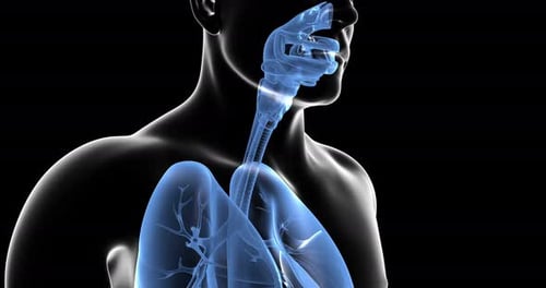 3D Animation of Human Respiratory System Anatomy