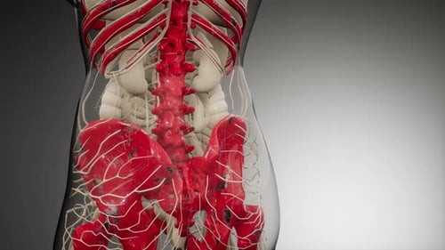 3D Animated Human Skeleton and Nervous System Anatomy