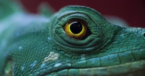 Eye of gecko close-up beautiful color combination.