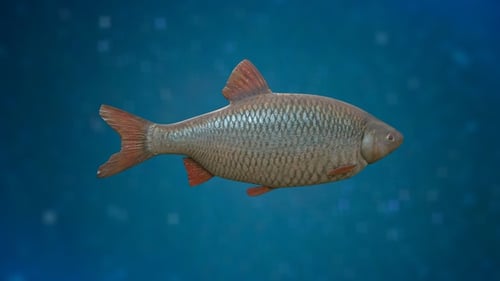 Realistic 3D Fish Swimming Underwater with Transparent Background