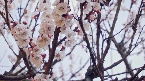Nahaufnahme einer Biene, die Pollen von einem blühenden Aprikosenzweig sammelt, Zeitlupe