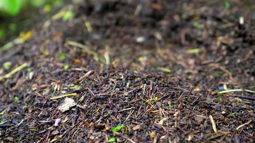 Small Forest Ants Carrying Leaves on a Dry Tree Trunk a Large Number of Ants in a Forest