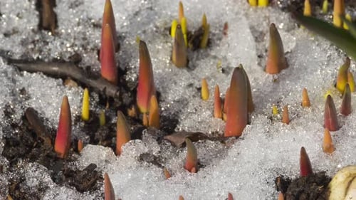 Emerging Plant Sprouts in Melting Snow