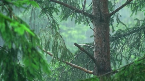 Rain Falling Gently in a Lush Forest