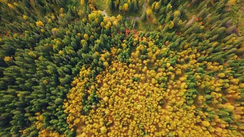 Autumn Forest with Golden Foliage. Yellow Leaves on Tree Crowns in Fall. Aerial Top View Captured