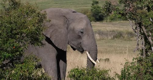 Afrikanischer Elefant, loxodonta africana, Erwachsener, der durch die Savanne geht, Busch frisst
