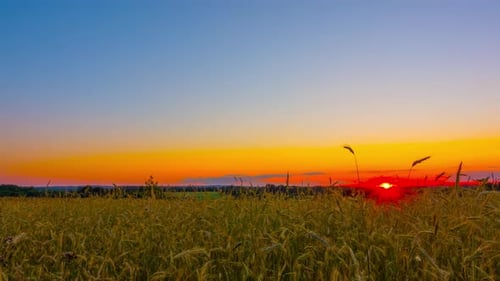 Wheat field and sunset, time-lapse