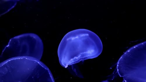 Blue Jellyfish Floating Gently in Dark Water