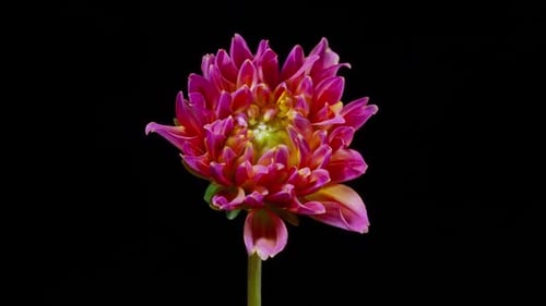 Dahlia Flower Blooming in Time Lapse