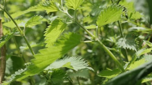 Feuilles d'ortie commune sauvage, arrière-plan naturel, inclinaison lente, 4K, 2160p, 30 images par seconde, vidéo UltraHD - Urtica