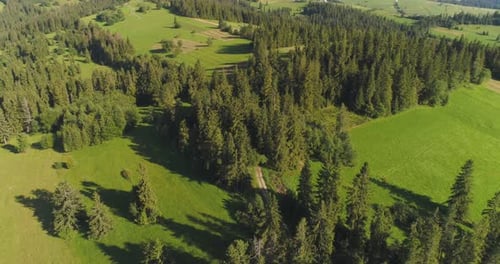 Flying Over the Beautiful Forest Trees. Landscape Panorama