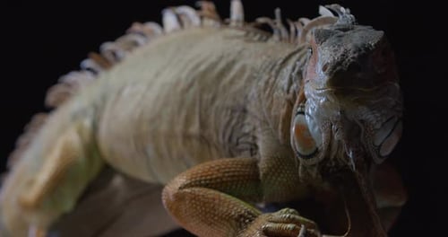 Vue d'un énorme iguane assis sur une branche d'arbre montrant sa langue