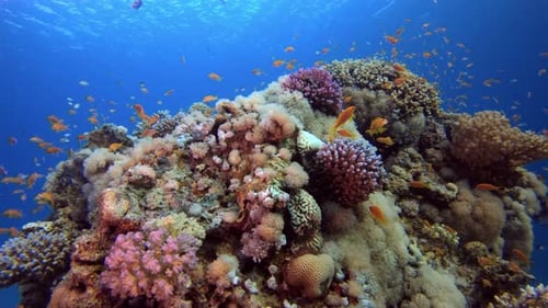Vibrant Coral Reef with Orange Fish Swimming
