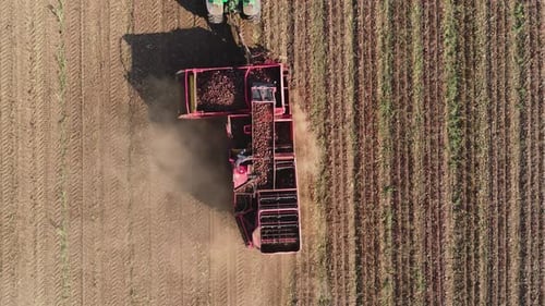 Harvesting Sugar Beets