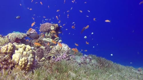 Vibrant Coral Reef with Abundant Fish