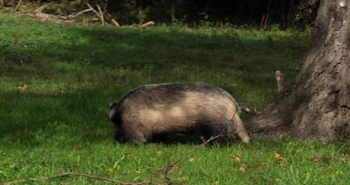 Europäischer Dachs, meles meles, Erwachsener geht auf Gras, Normandie in Frankreich, Zeitlupe 4K