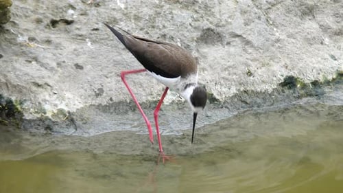 Stelze mit schwarzen Flügeln