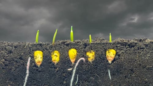 Corn Seeds Germinating and Growing in Time Lapse