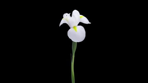 White Flower Blooming in Time-Lapse on Black