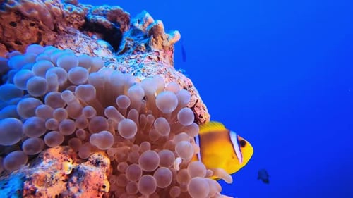 Clownfish Swimming Among Colorful Coral Reef