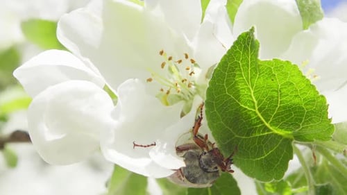 Maybug auf Leaf