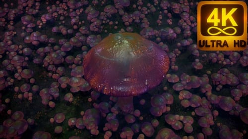 Surreal Glowing Mushroom Field Loop