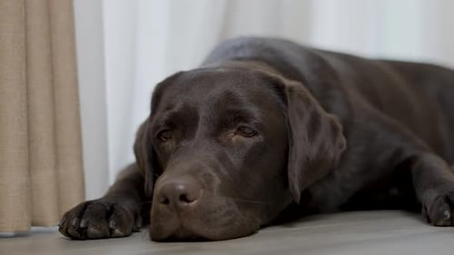 Chocolate Labrador Retriever Dog Lying Down Indoors