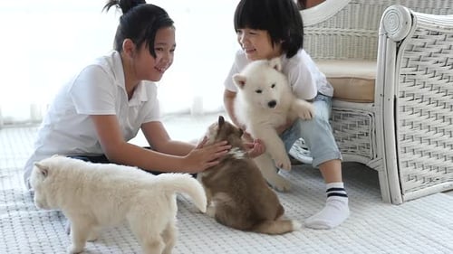 Children Play with Cute Husky Puppies Indoors