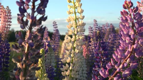 Lupine 1