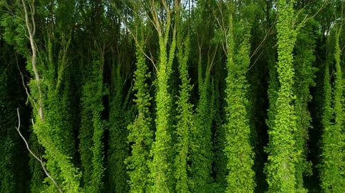 Big Trees Nature
