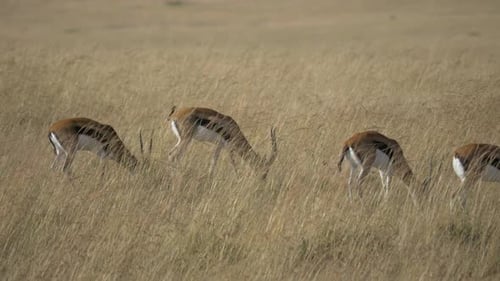 Graceful Gazelles Grazing Peacefully in Grassy Field