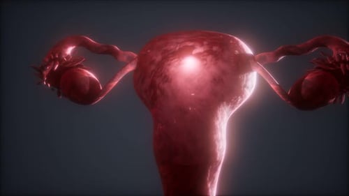 3D Animated Female Uterus for Medical and Scientific Visualization