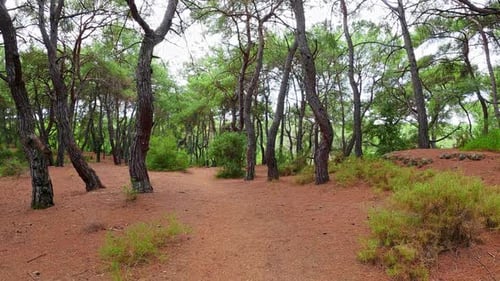 Forest Walking (2K)