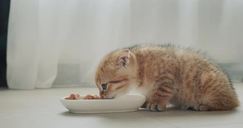 Adorable Kitten Eating Food from a Dish