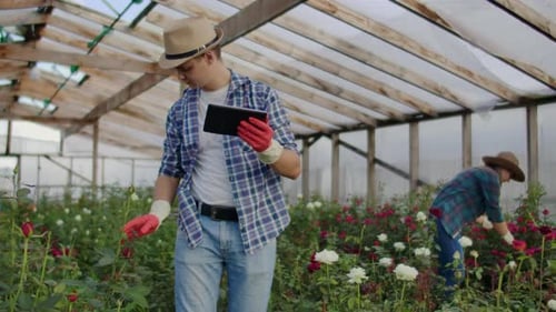 Workers tending to a rose garden inside greenhouse