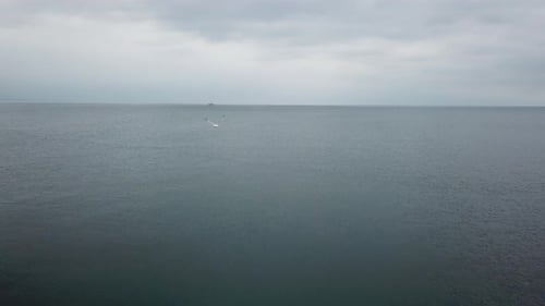 Birds flying, Lake Ontario