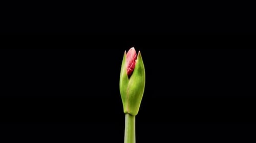 Amaryllis flower blooming in time lapse