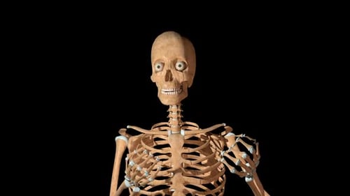 Animated 3D Human Skeleton Gesturing and Reacting