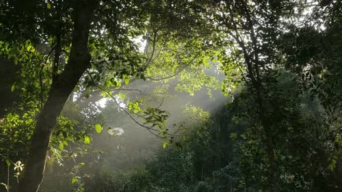 Sunlight Through Misty Tropical Forest Canopy