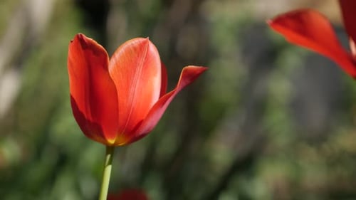 Close-up of Didier tulip lily plant bulb 4K 2160 30fps UltraHD footage - Shallow DOF Tulipa gesneri