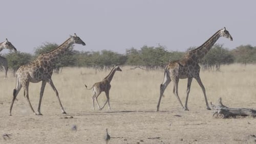 Giraffes Walking in the African Savanna