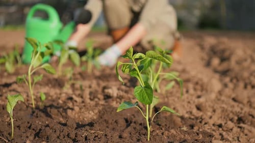 Growing Seedling of a Plant Against the Background of a Farmer Planting Seedlings