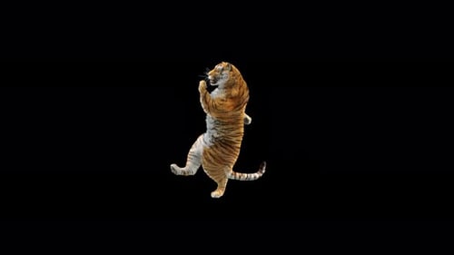 Tiger Tanzen 4K